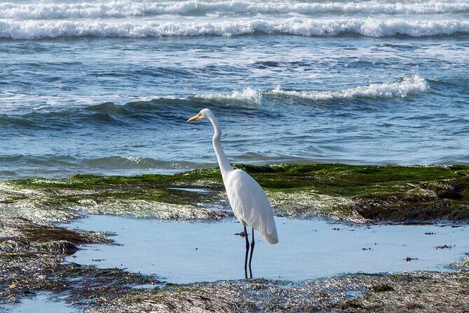 Private Full Day Coastal Tour from San Diego with private driver/guide - What Sets This Tour Apart