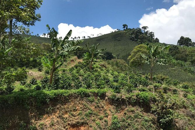 Private Full-Day Coffee Tour to Palmitas farm near Medellín - FAQ