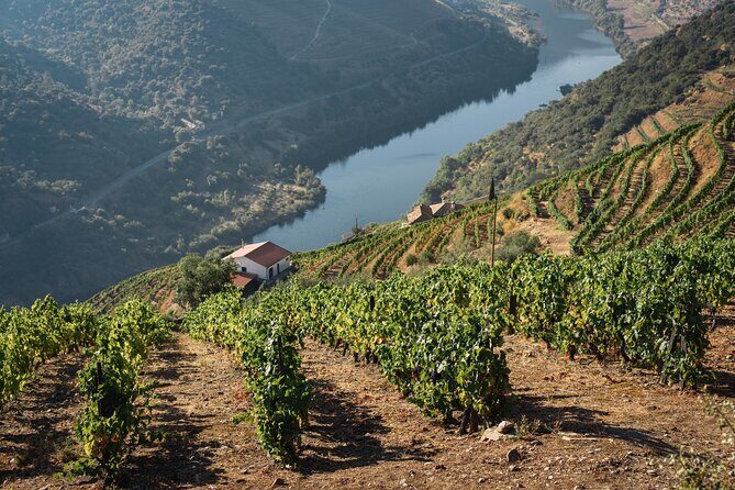 Private Full Day Douro Tour with Lunch - A Complete Look at the Private Full Day Douro Tour with Lunch