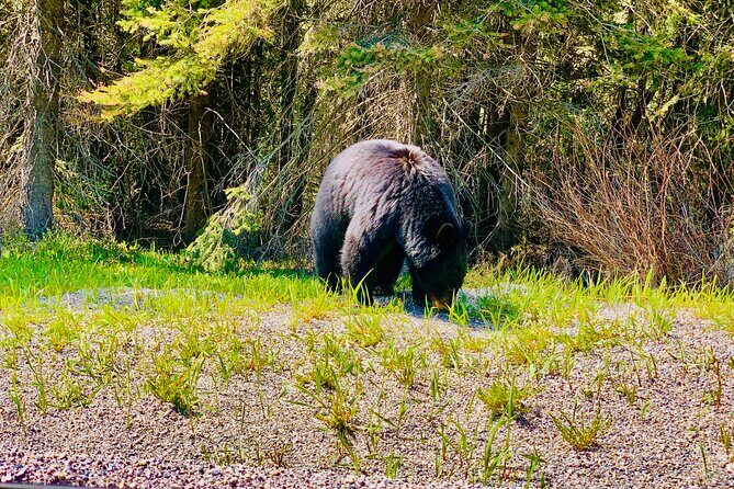 Private Full Day Experience Banff and Canmore Tour - An In-Depth Look at the Private Banff and Canmore Tour