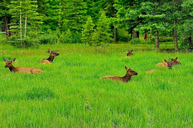 Private Full Day Experience Banff and Canmore Tour - FAQs