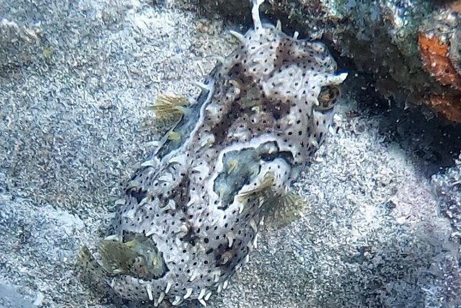 Private Full Day Guided Snorkeling or Diving Charter in St Thomas - Who Should Consider This Tour?