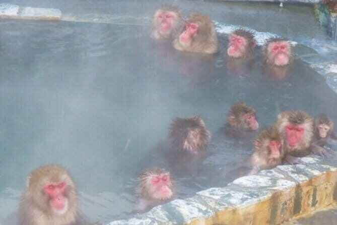 Private Full Day Guided Tour In Hakodate - A Detailed Look at the Tour Experience