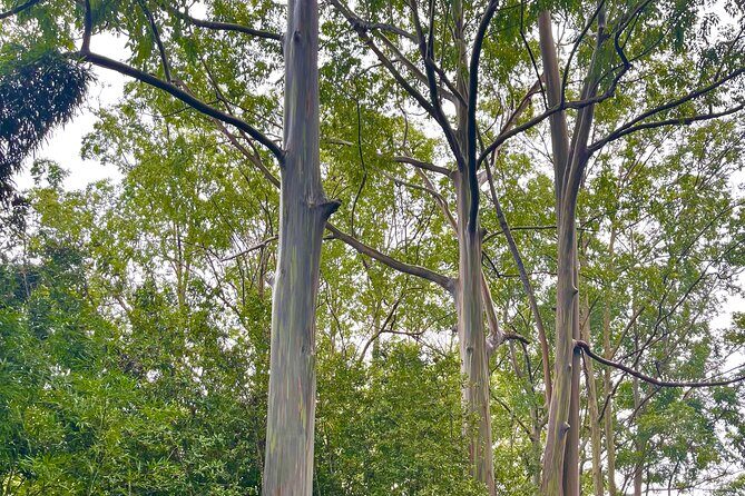 Private Full Day Hana Jeep Tour - Frequently Asked Questions