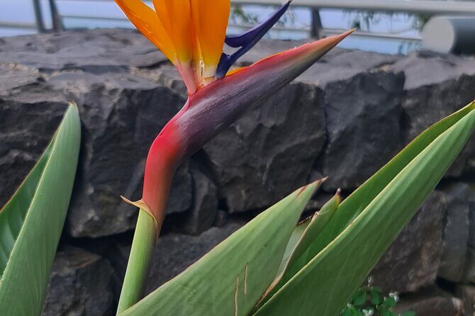 Private Full Day Island Tour in Madeira - Final thoughts