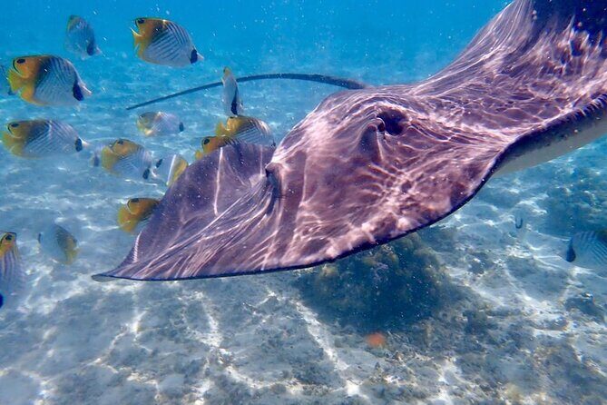 Private Full Day Lagoon Safari and Lunch on a Motu in Bora Bora - Who Should Consider This Tour?