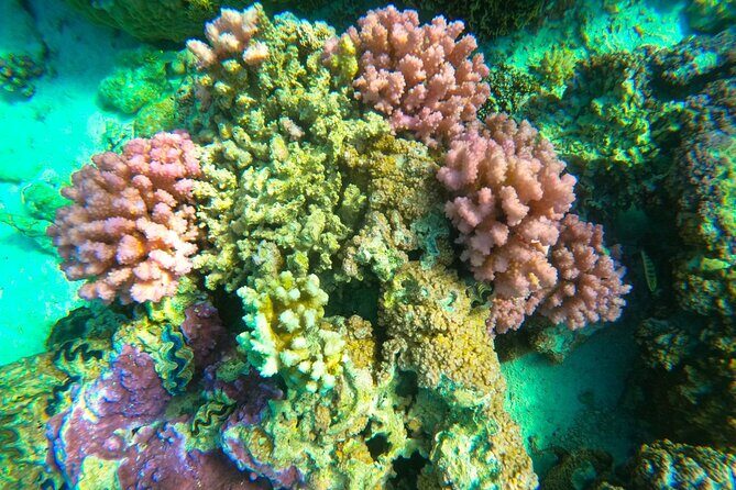 Private Full Day Lagoon Safari and Lunch on a Motu in Bora Bora - Frequently Asked Questions (FAQs)
