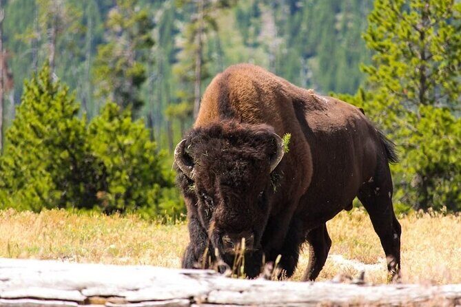 Private Full Day Luxury Tour at Yellowstone Park - The Sum Up