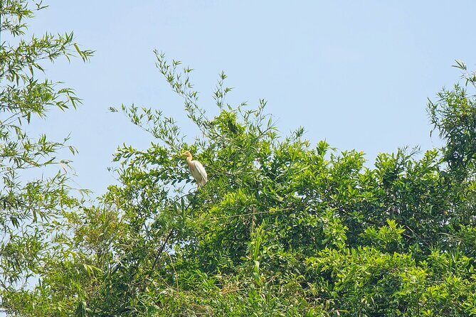Private Full Day Mekong Delta Tour to Dong Thap Muoi Wetlands - A Closer Look at the Tour Experience