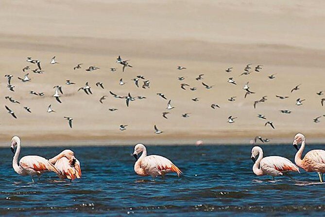 Private Full-Day Paracas Reserve and Ballestas Islands from Lima - A Complete Day Exploring Peru’s Coastal Wonders and Culture