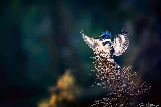 Private Full Day Photography Workshop of Fairbanks - Why This Tour Offers Great Value