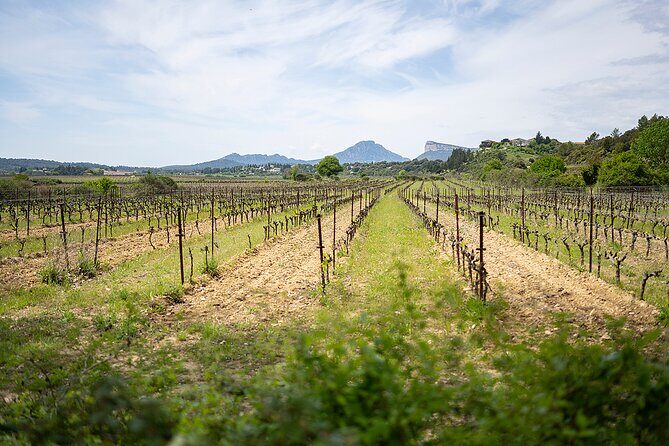 Private Full Day Pic Saint Loup Wine and Olive Tour with Lunch from Montpellier - Key Points