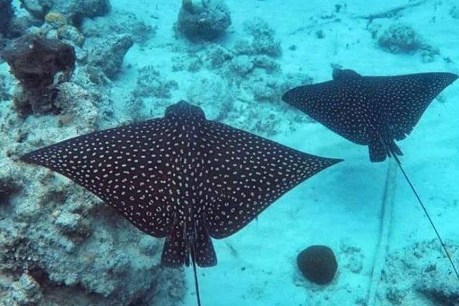 Private Full Day Sail/ Snorkel Experience USVI (Sapphire Marina, STT pick up) - Booking, Practical Details, and Tips