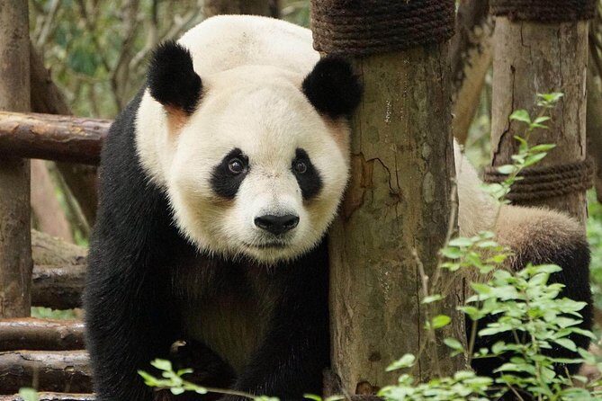 Private Full-Day Tour: Chengdu City Highlights - Authentic, Fun, and Educational