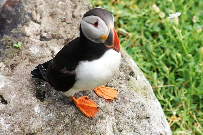 Private Full Day Tour From Killarney - Ring of Kerry/Skellig - FAQ