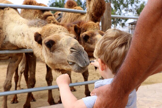 Private Full-Day Tour in Larnaca with Hotel Pick Up - Key Points