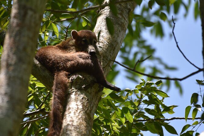 Private Full Day Tour in Tikal - Key Points