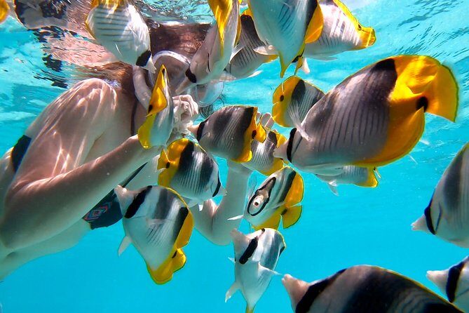 PRIVATE Full Day Tour : Moorea Snorkeling & Sailing on a Catamaran named Taboo - Practical Details and Considerations