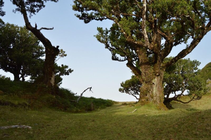 Private Full-Day Tour of North Coast and Laurissilva Forest - Who Should Consider This Tour?