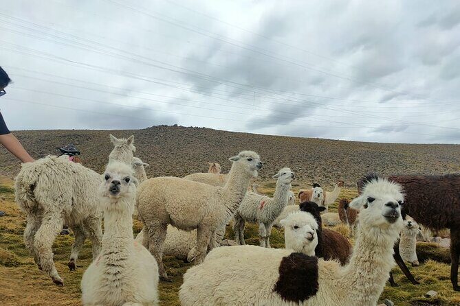Private Full Day Tour of Ruta del Sol from Puno to Cusco - Final Thoughts