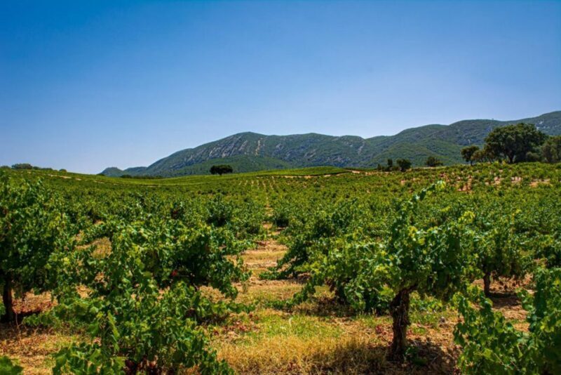 Private Full Day Tour Setubal - Frequently Asked Questions