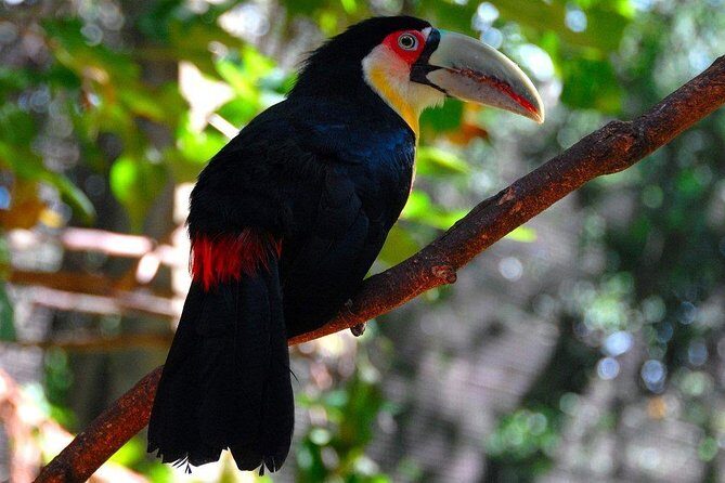 Private Full-Day Tour to Iguazu Falls National Park - In-Depth Review of the Iguazu Falls Private Tour