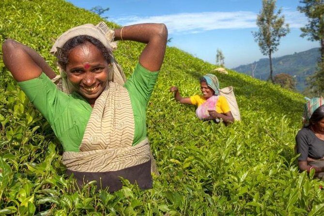 Private Full Day Tour to Nuwara Eliya from Kandy - An Honest Look at the Private Full-Day Tour to Nuwara Eliya from Kandy