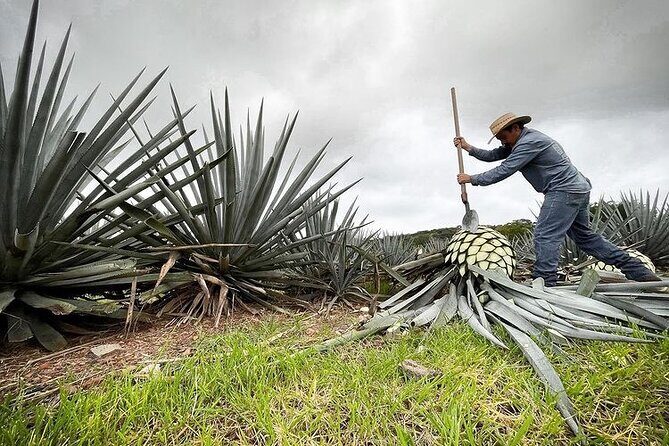 Private Full-Day Tour to Tequila Pueblo Magico - Final Thoughts: Is This Tour Right for You?