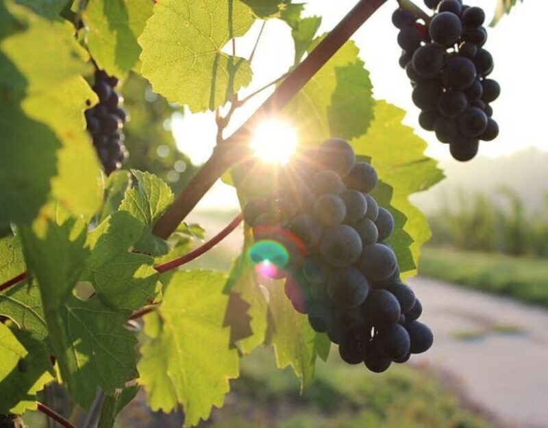 Private Full - Day Tour: Wine Tasting Tour to Peljesac - FAQ