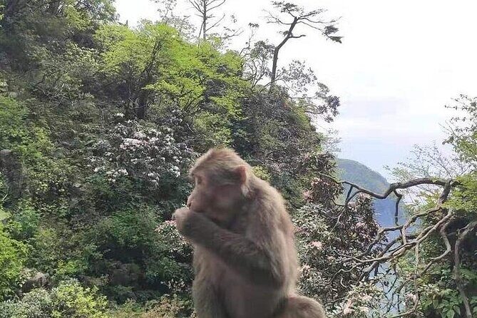 Private Full-day Trip: Leshan Giant Buddha&Emeishan Scenic Resort - Who Should Consider This Tour?