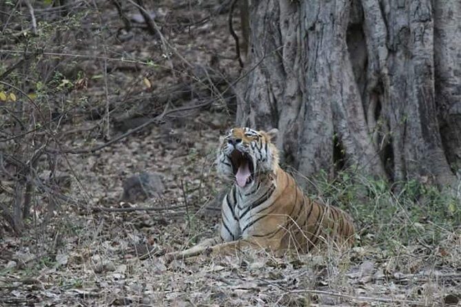 Private Full Day Trip to Ranthambore - Exploring the Private Full Day Trip to Ranthambore: A Wildlife Adventure from Jaipur