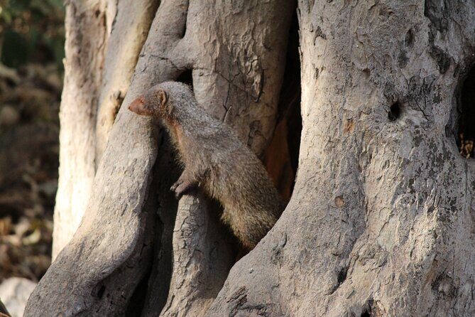 Private Full Day Trip to Ranthambore - Key Points