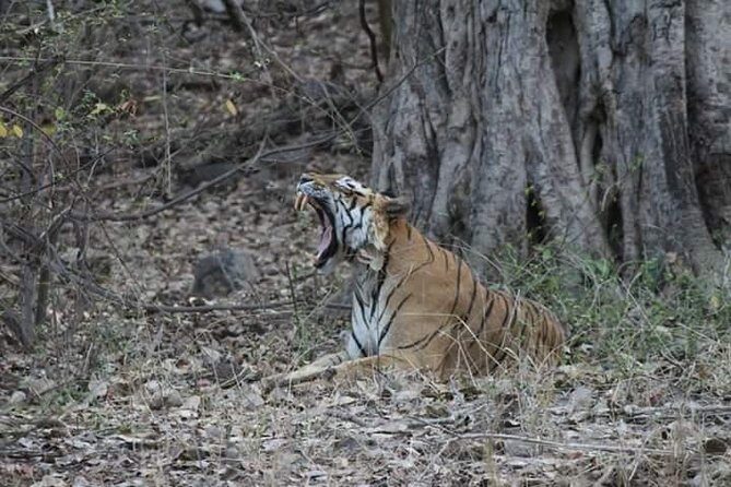 Private Full Day Trip to Ranthambore - Who Should Consider This Tour?