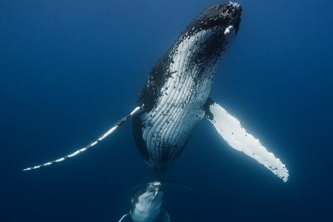 Private full day whale watching tour with lunch - Exploring Moorea’s Whale Watching: An In-Depth Look