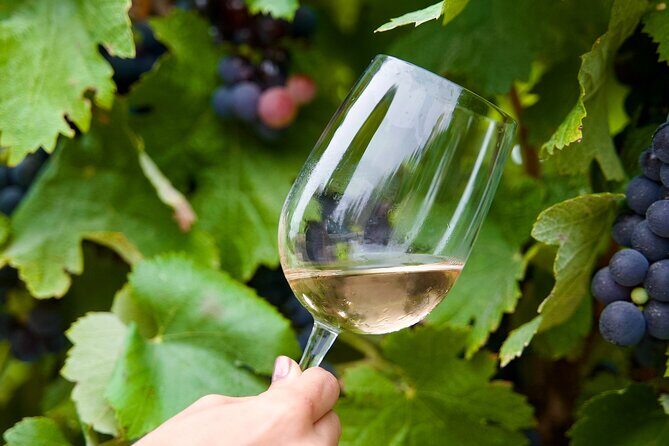 Private Full Day Wine Tasting Tour from Lisbon to Setubal - The Sum Up