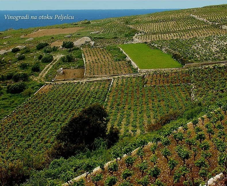 Private Full-Day Wine Tour from Dubrovnik to Peljesac - What Travelers Are Saying