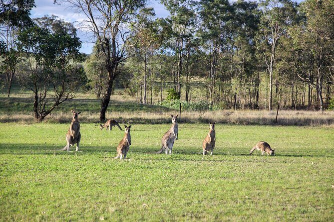 Private full-day wine tour in the Hunter Valley - The Wine and Food Experience