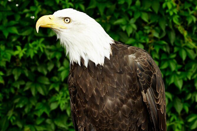 Private Full-Day Yellowstone National Park Tour - Key Points