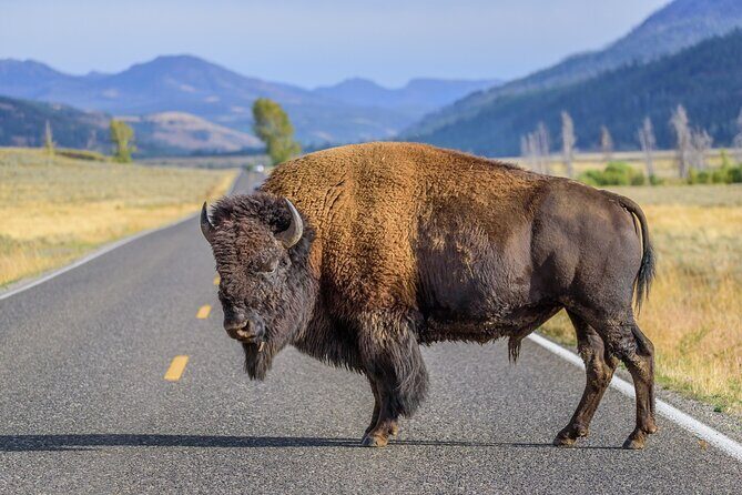 Private Full-Day Yellowstone National Park Tour - FAQ