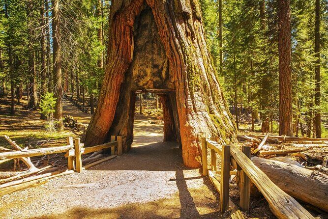 Private Giant Sequoia Grove Hike - Key Points