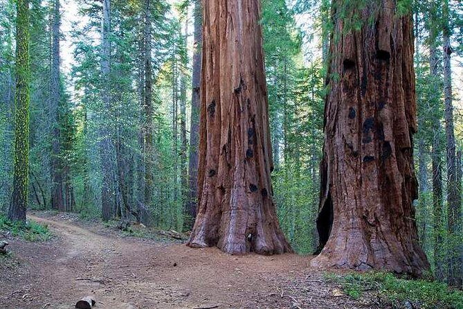 Private Giant Sequoia Grove Hike - An In-Depth Look at the Private Giant Sequoia Grove Hike