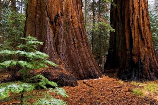 Private Giant Sequoia Grove Hike - Authentic Experiences and Authentic Voices