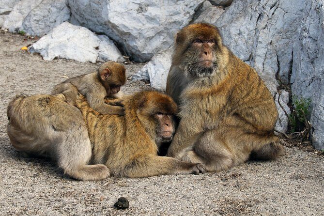 Private Gibraltar Day Tour from Seville - FAQ