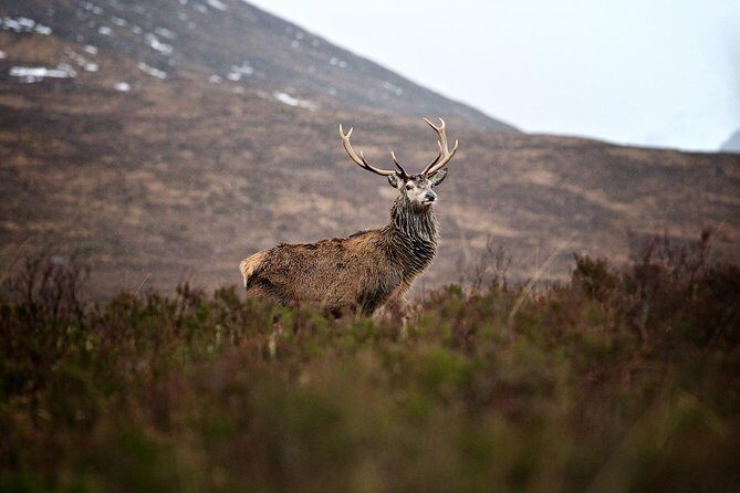 Private Glencoe Driving Tour from Edinburgh - Key Points