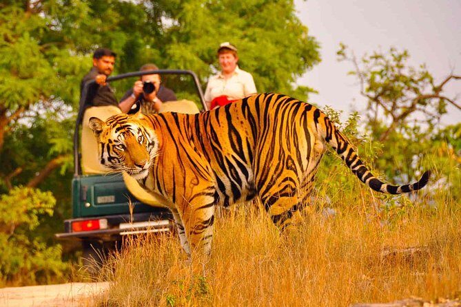 Private Golden Triangle Delhi Agra Jaipur with Ranthambore - Who Would Love This Tour?