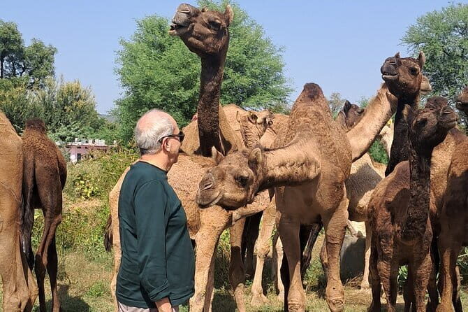 Private Golden Triangle Tour 5 Nights/6 Days - All Inclusive - What We Love About This Tour