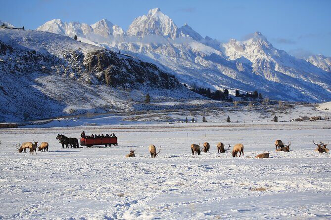 PRIVATE Grand Teton Wildlife Safari, Elk Refuge Sleigh Ride & Lunch - Discover the Wilderness with the PRIVATE Grand Teton Wildlife Safari, Elk Refuge Sleigh Ride & Lunch