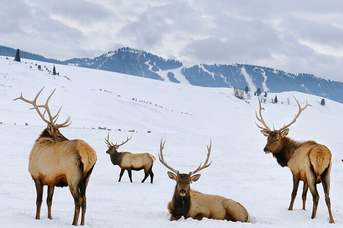 PRIVATE Grand Teton Wildlife Safari, Elk Refuge Sleigh Ride & Lunch - Key Points