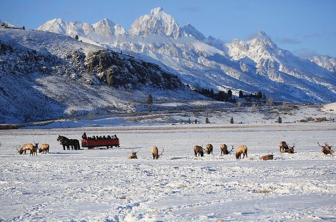 PRIVATE Grand Teton Wildlife Safari, Elk Refuge Sleigh Ride & Lunch - What Makes This Tour Stand Out