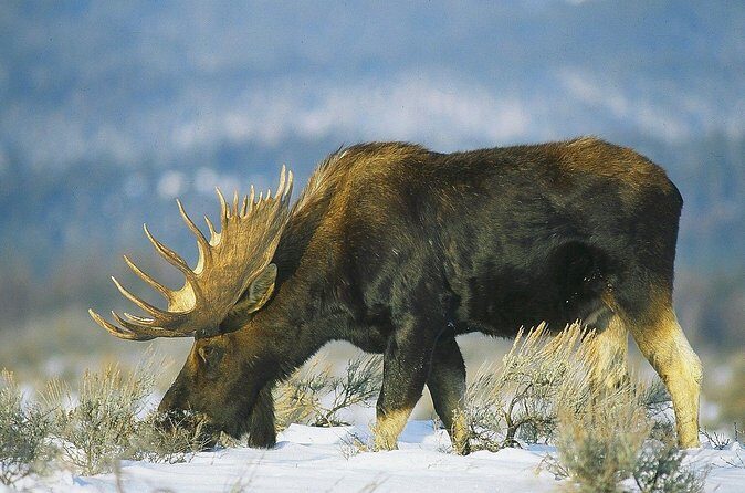 PRIVATE Grand Teton Wildlife Safari, Elk Refuge Sleigh Ride & Lunch - The Sum Up